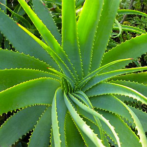 Jugo de hoja de aloe vera o sábila aloe barbadensis*